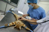 Cat medical checkup
